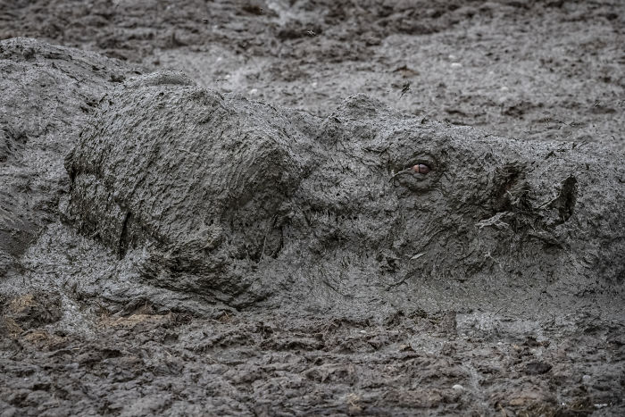 Rhino almost completely covered in mud lying in a muddy area, showcasing wildlife photography competition entry.