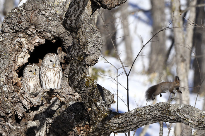 Two owls nesting in a tree hollow watch a squirrel leaping on a nearby branch in a wildlife photographer of the year competition photo.