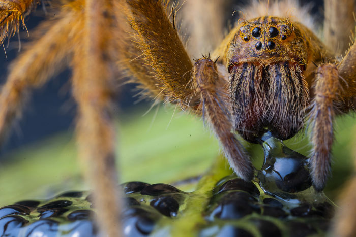 Close-up of a spider on a leaf capturing prey, showcasing nature’s detail in wildlife photography competition entries.