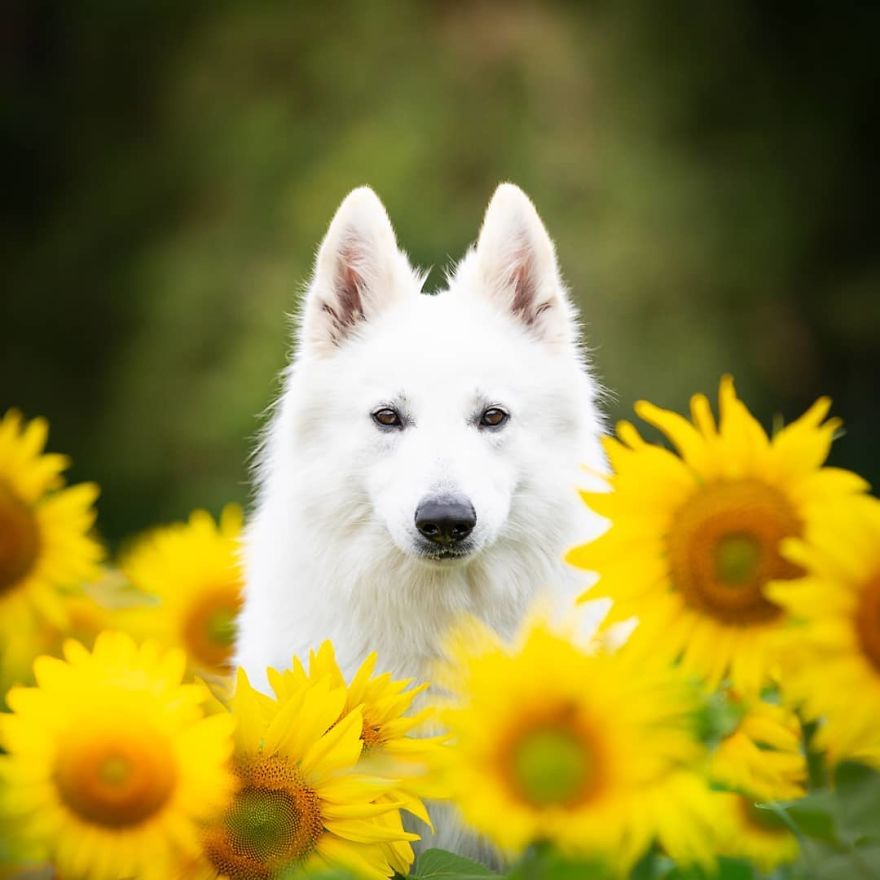 Woman’s Photoshoot Of Her Three Dogs With Sunflowers Goes Hilariously Wrong When They Discover How Tasty The Flowers Are