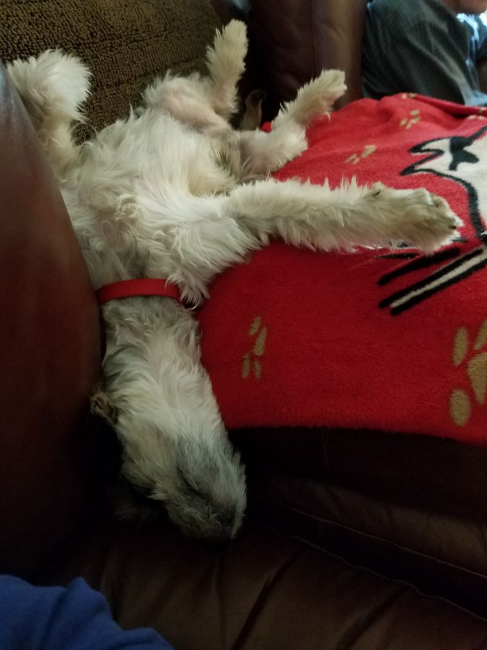 Our Rescue Dog Izzy Loves To Sleep On Her Back.