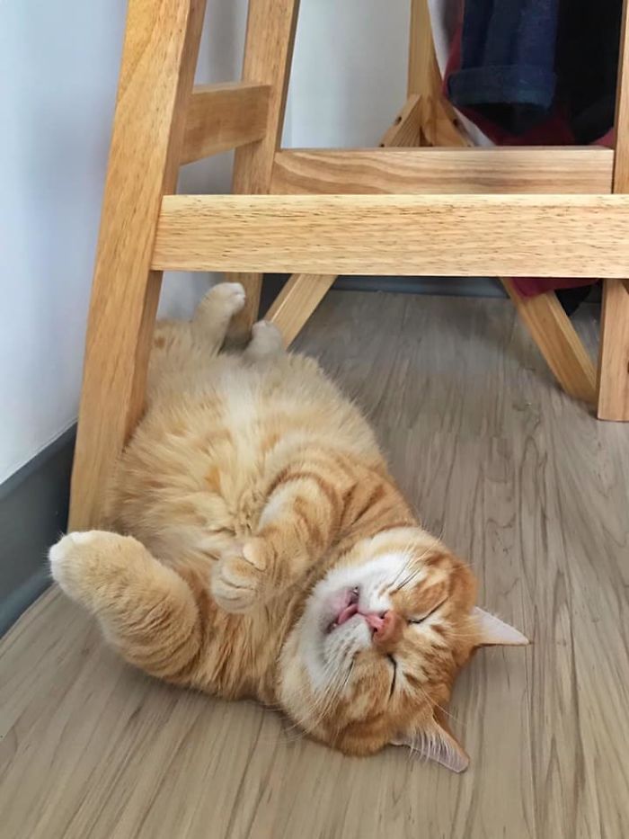 This Adorable Ginger Cat Sleeps All Day But Is Constantly Tired, And People Think It’s Absolutely Relatable (17 Pics)