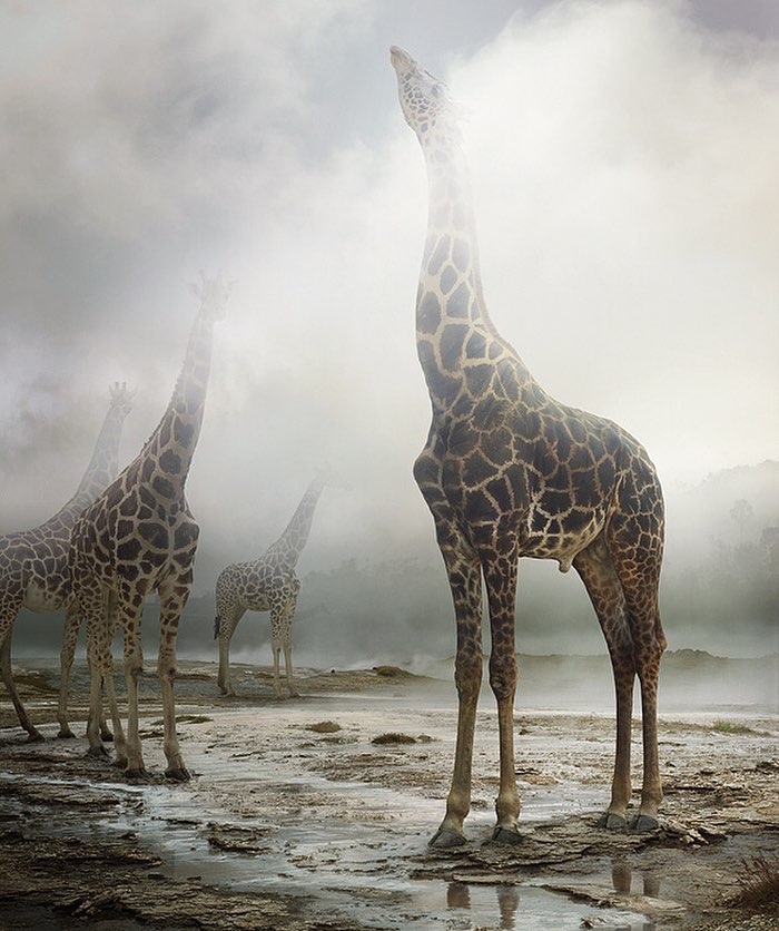 The Allegorical And Unusual Nature Of Simen Johan