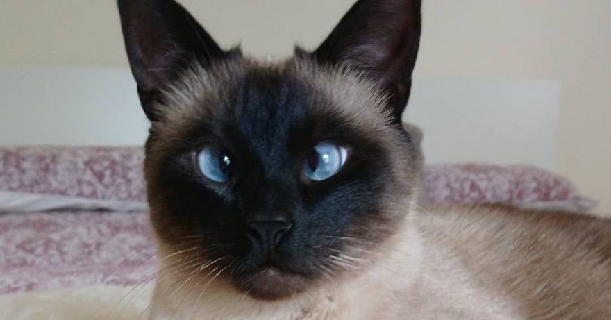 10 Top Cutest Cat Breeds!