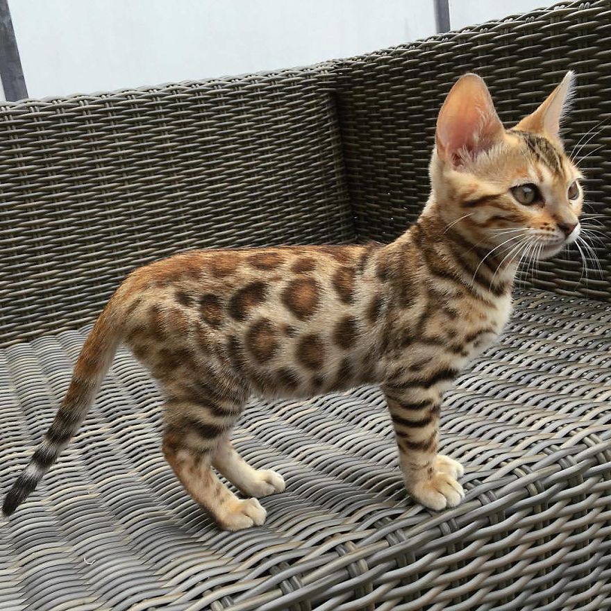 10 Top Cutest Cat Breeds!