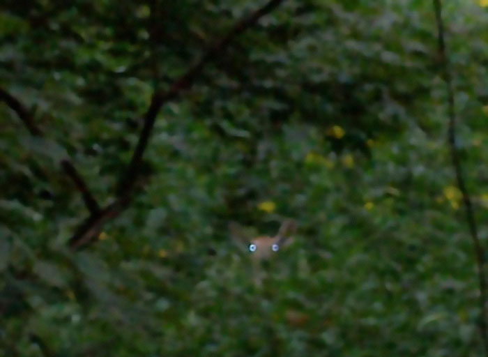 Took This Picture Of A Deer Looking At Me From Off In The Woods While In Motion In A Car And Had To Zoom In Really Quick. This Is What I Saw Later When I Cropped The Photo To See It Closer