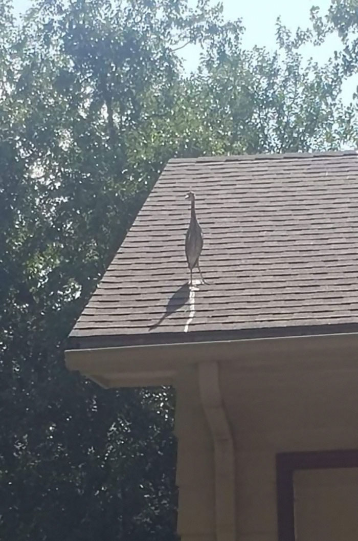 I Was Trying Take A Picture Of This Bird When It Turned And Looked At Me, Then Crapped On My House