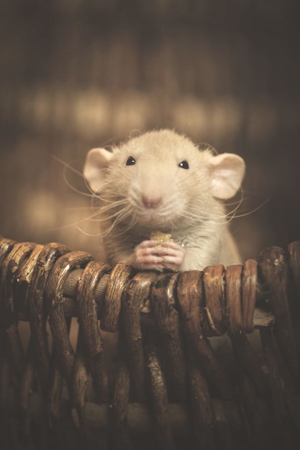 I Photographs Rats