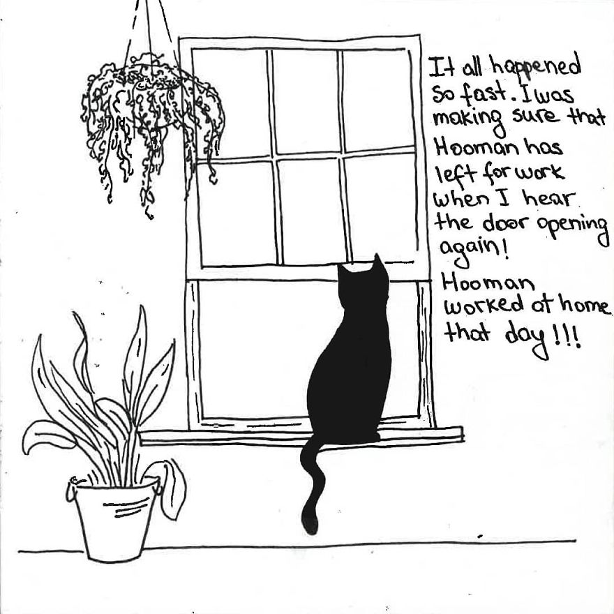 Owner Illustrates The Boring Days His Cat Lived In Quarantine In Fun Comics