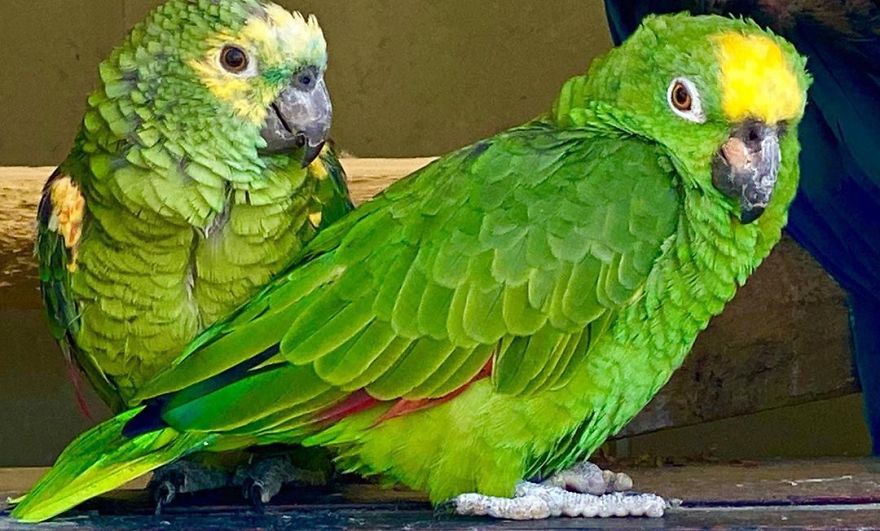 Parrot Singing Beyoncé's "If I Were A Boy" Goes Viral And It's Really Wholesome