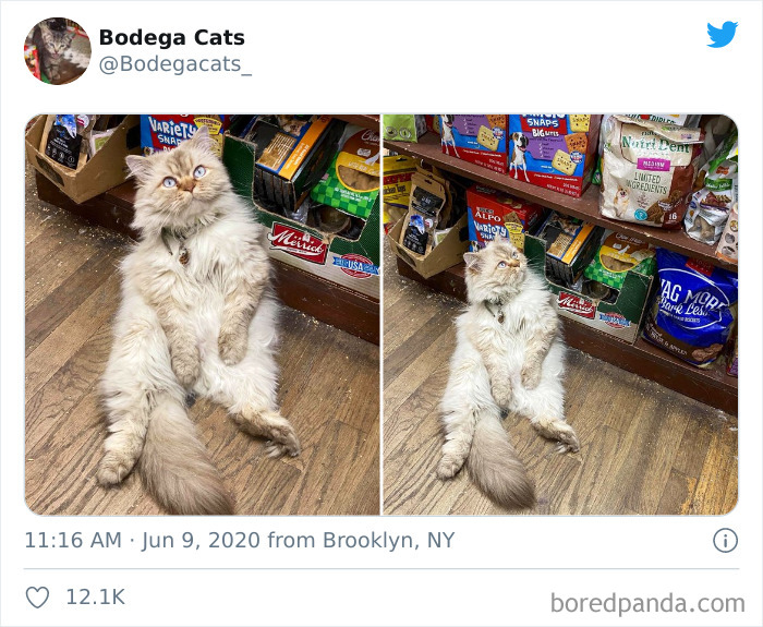Bodega Cats