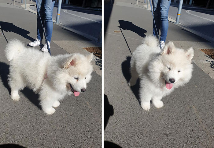 Found This Cute Fluffy Number Today. He Was So Adorable, Still A Baby So Very Vocal About Wanting Pets