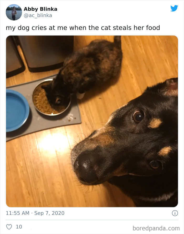 el perro me llora cuando el gato le roba la comida