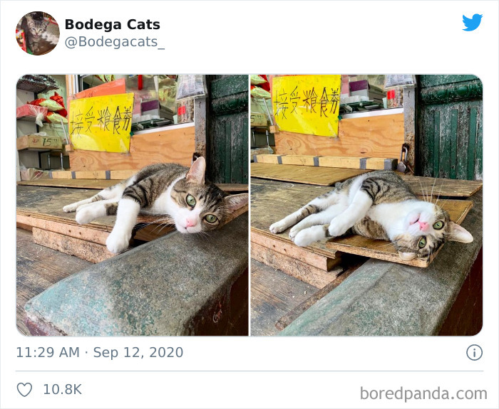 Convenience-Store-Bodega-Cats