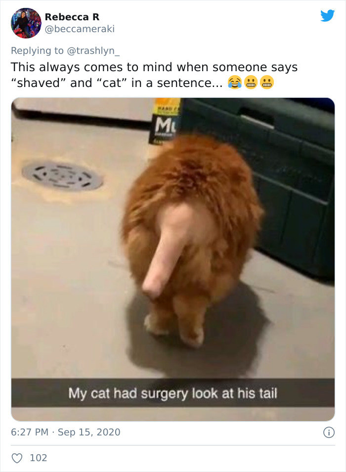 Surgery-Cats-Photo
