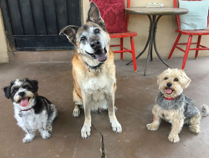 My Two Rescued Littles (Snapple/Black And Tate/Tan) And My Hospice Foster Shepherd, Persimmons
