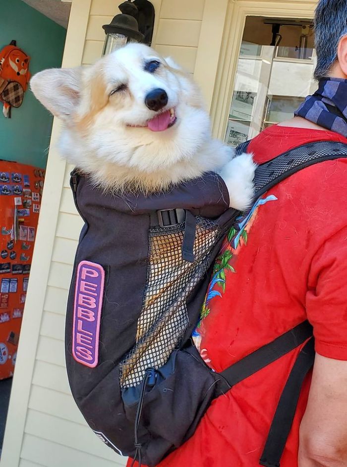 Spotted This Cute Corgi In A Backpack! Her Name Is On The Backpack. She Was A Happy Girl