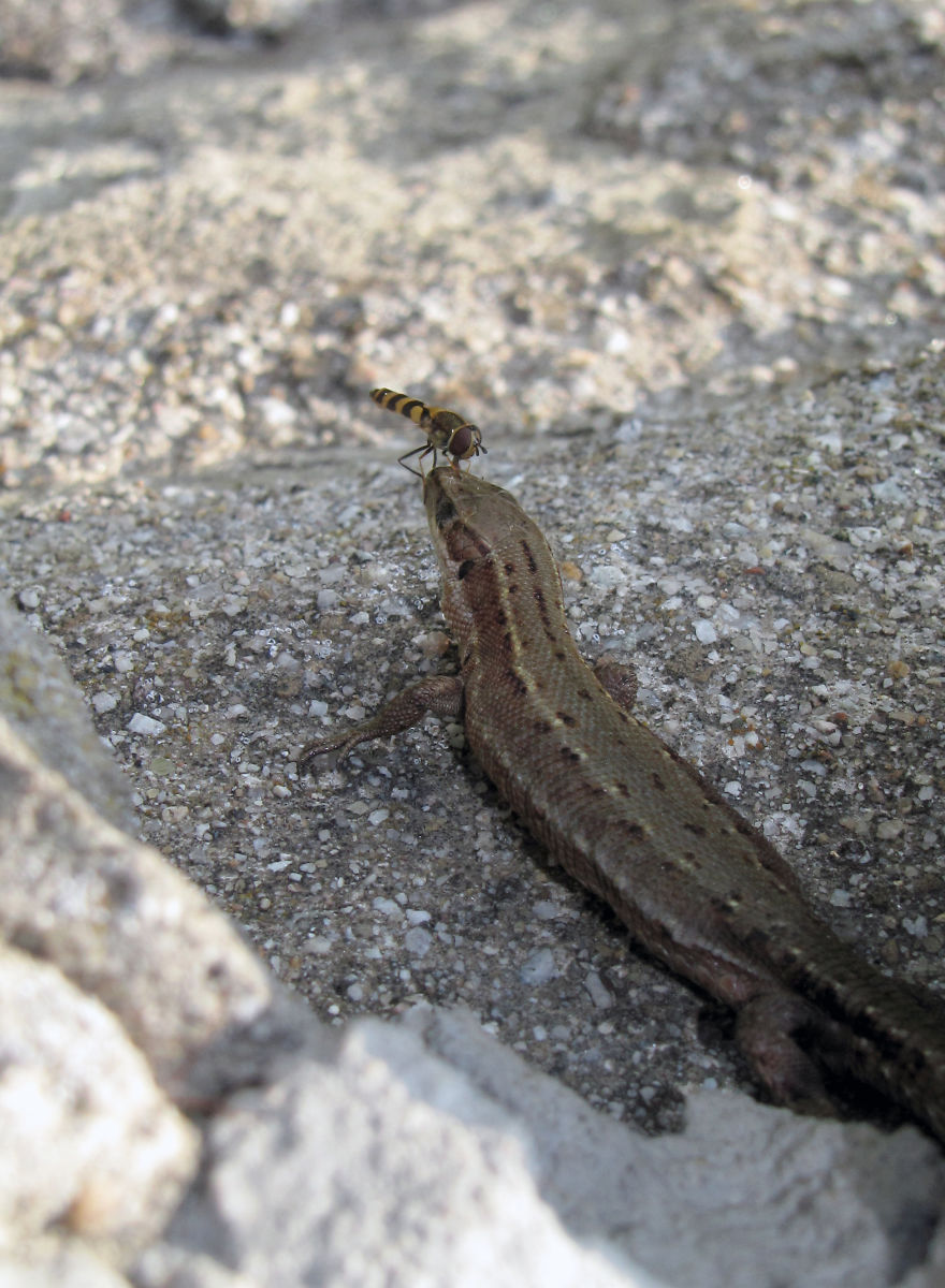 Reptile @ Fly