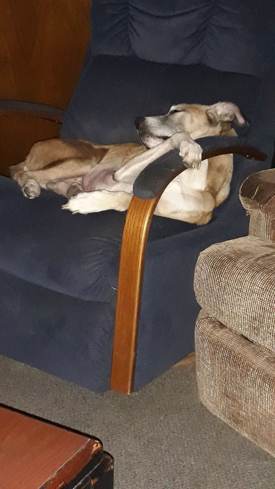 The Mixed Breed Dog Post I Looked At...