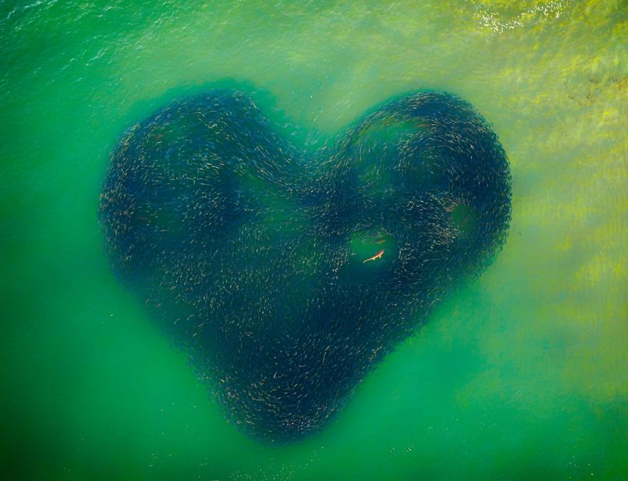 Photo Of The Year: Love Heart Of Nature