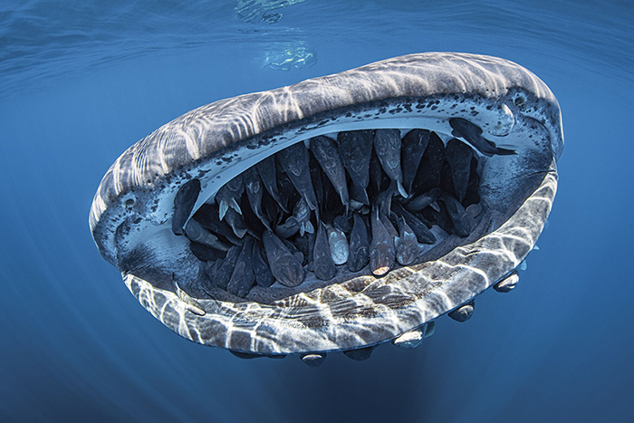 Photo Of Whale Shark With 50+ Fish In its Mouth Wins Grand Prize In Underwater Photo Contest