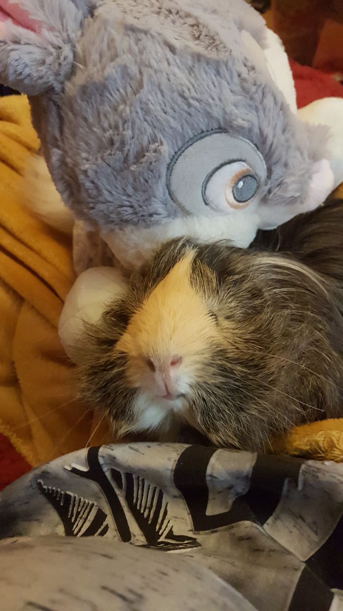 My Guinea Pig Chewy