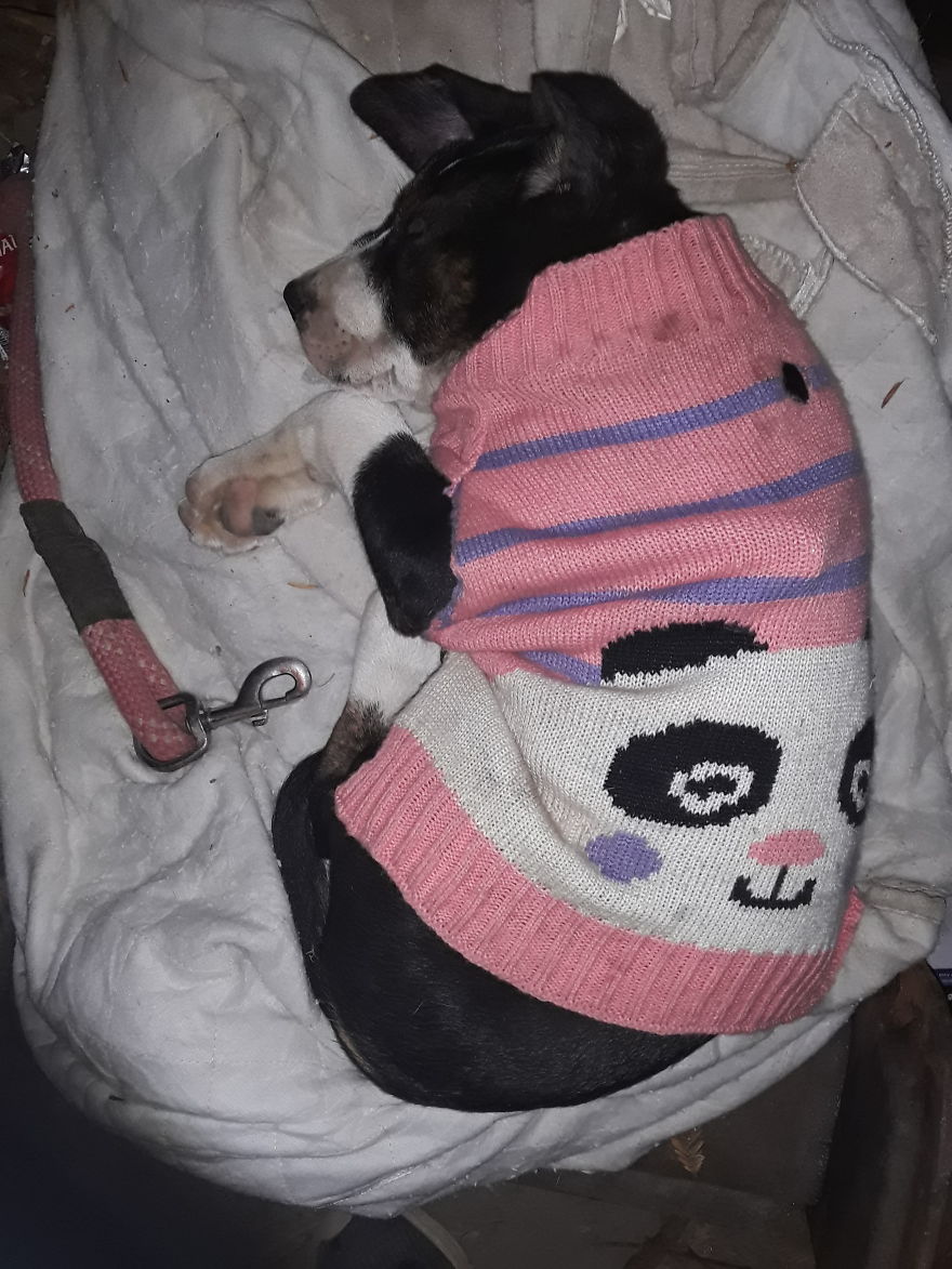 Sleepy Bored Panda