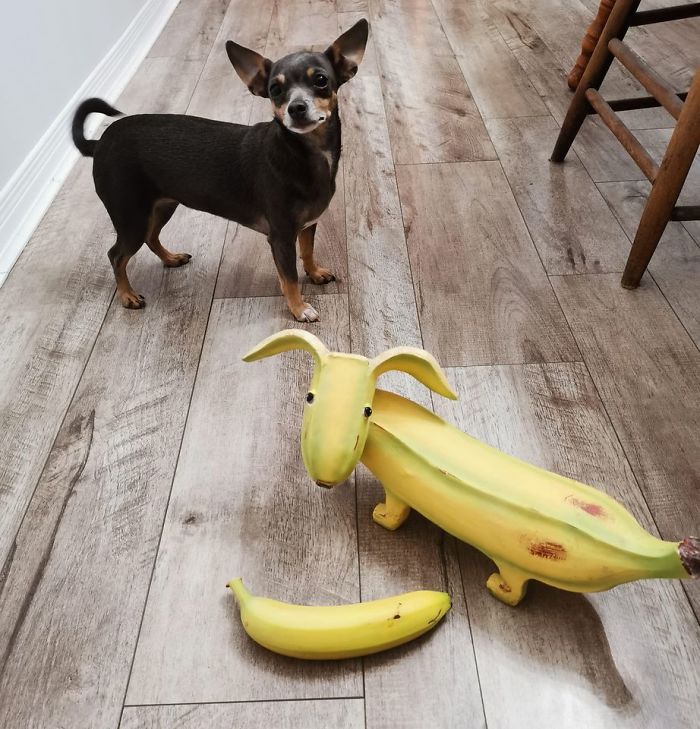 Picked Up This Banana Dog At A Yard Sale Today... Banana And Dog For Scale
