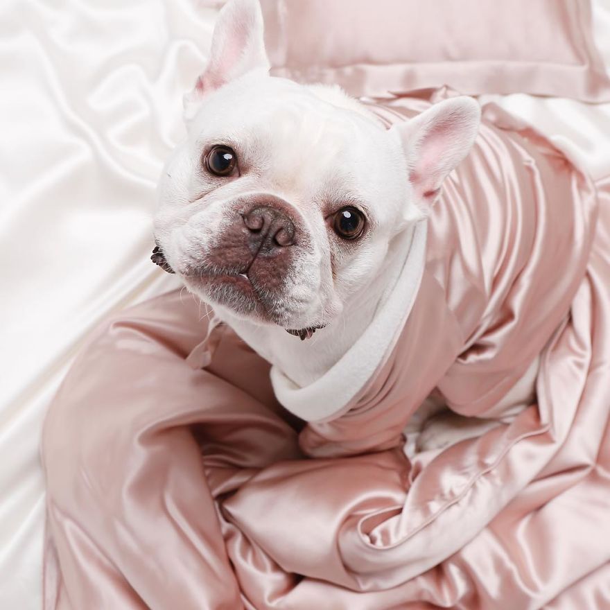 Puppy In The Silk Bedding