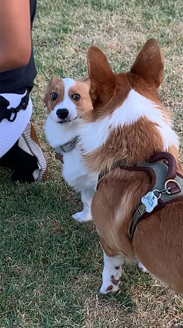 Spotted This Cute Corgi In A Backpack! Her Name Is On The Backpack. She Was A Happy Girl.