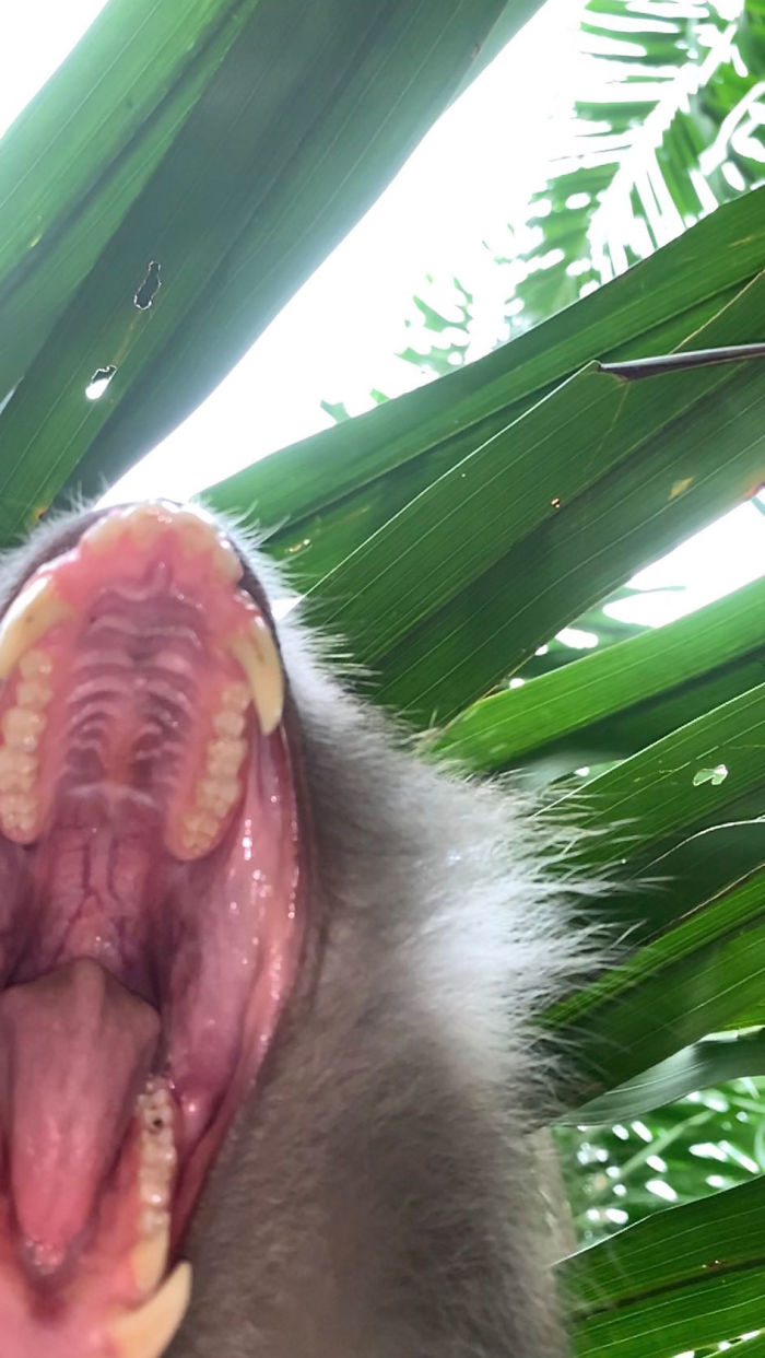 Monkey Steals Guy's Phone, ‘Takes' A Bunch Of Selfies, Also Manages To Get One ‘Artistic' Shot