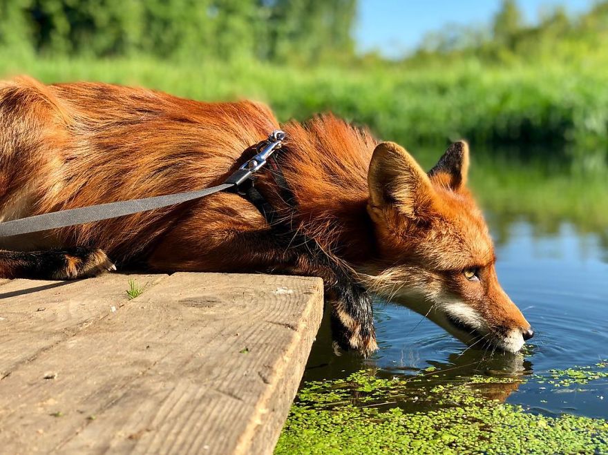 5 Years Ago This Adorable Fox Was Rescued From A Fur Market