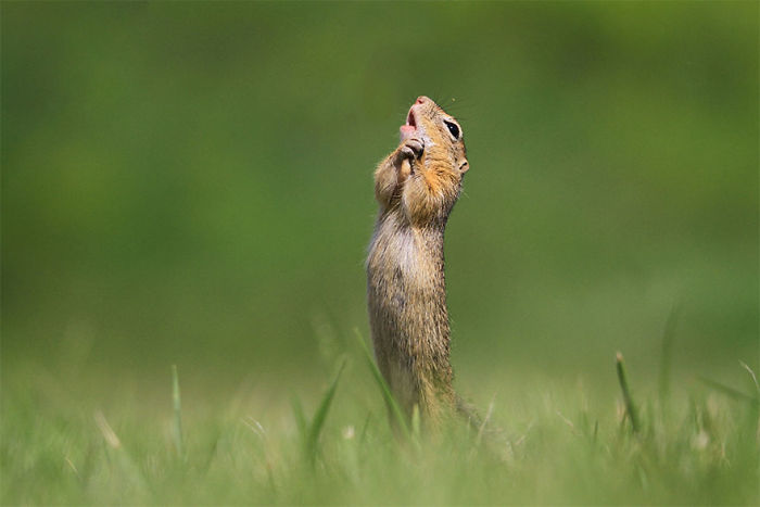 The Finalists Of The 2020 Comedy Wildlife Photography Awards Have Been Announced And They Might Crack You Up