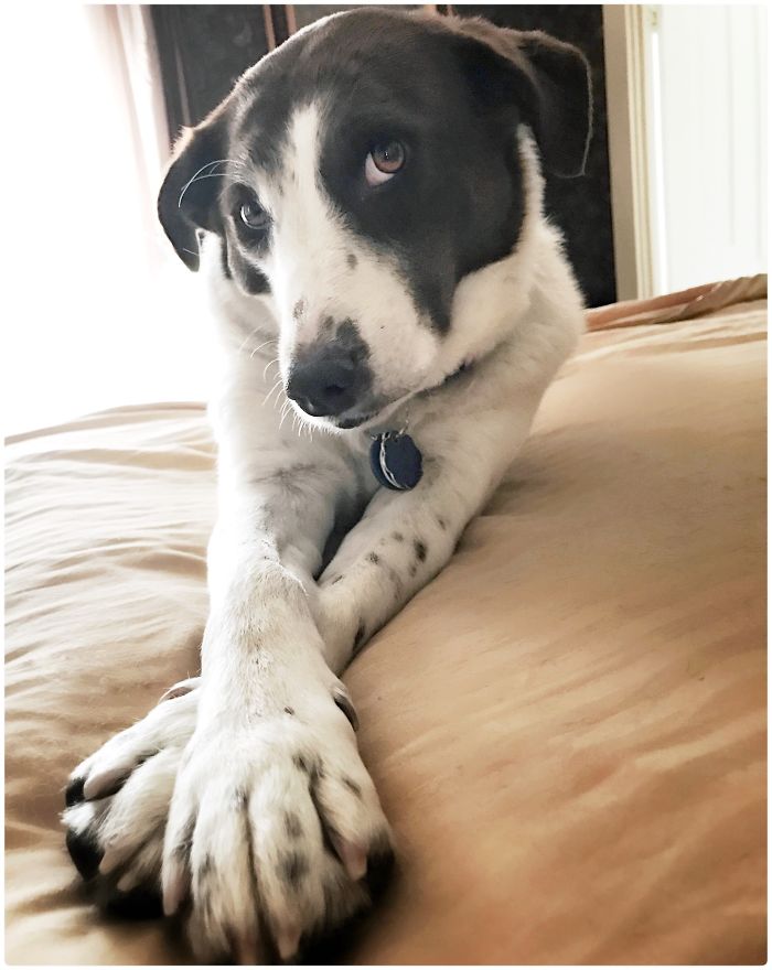 This Is Fable, A Catahoula/Lab Mix. She Wants You To Draw Her Like One Of Your French Girls.