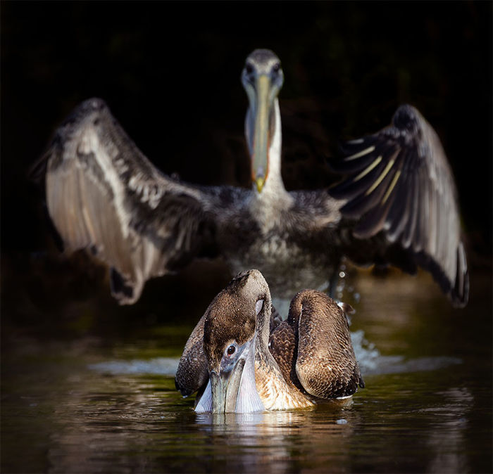 The Finalists Of The 2020 Comedy Wildlife Photography Awards Have Been Announced And They Might Crack You Up