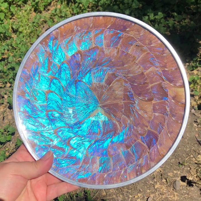 A Wall Hanging Plate Made Entirely Of Iridescent Purple Blue Butterfly Wings. Found In An Antique Store In Wisconsin