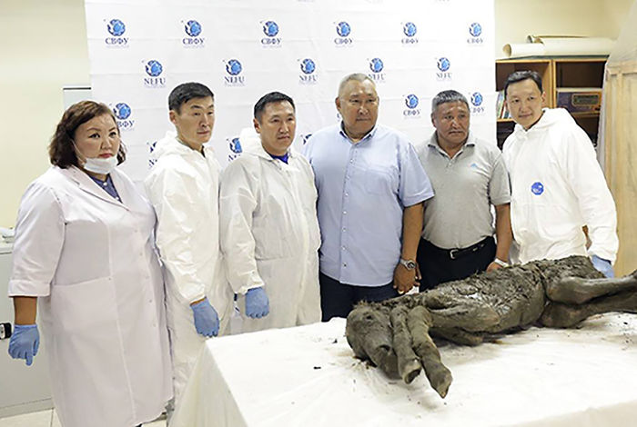 Perfectly Preserved Remains Of A 40,000-Year-Old Ice Age Cave Bear Were Just Discovered In Siberia