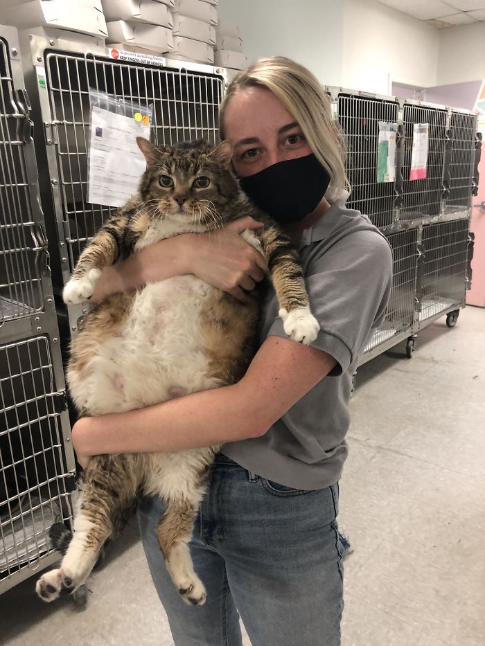 30 Lb Chonk Cat Named Lasagna Gets New Home, New Owners Thrilled With Getting Lasagna And Helping Her Get Healthy