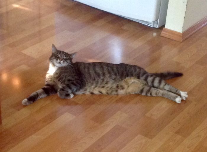 Our 10 Year Old Tabby Benny Barely Makes It Past The Door On Hot Days. He Loves The Cool Floor!