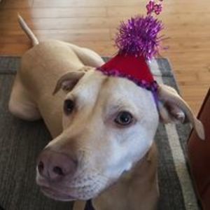 lauriedonaldson avatar