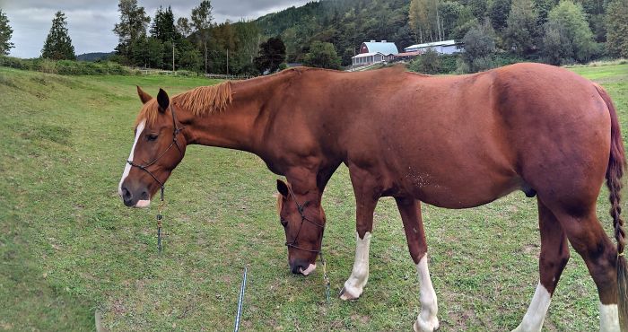 My Girlfriend Took A Panorama Of Her Horse Pickles. There Were Some Complications
