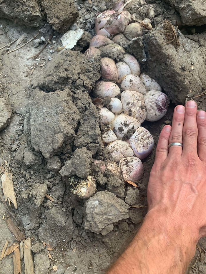 This Bundle Of White And Purple Bulbs Emerged From Underground In My Garden In Denver Today. The Bulbs Are 2-4 Inches Each In Size And Oozing A Thick Glossy Liquid