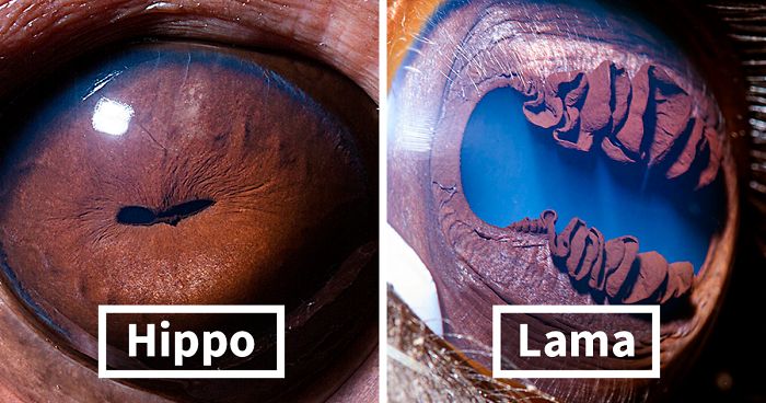 Armenian Photographer Captures Just How Unique Animal Eyes Are (30 Pics) |  Bored Panda