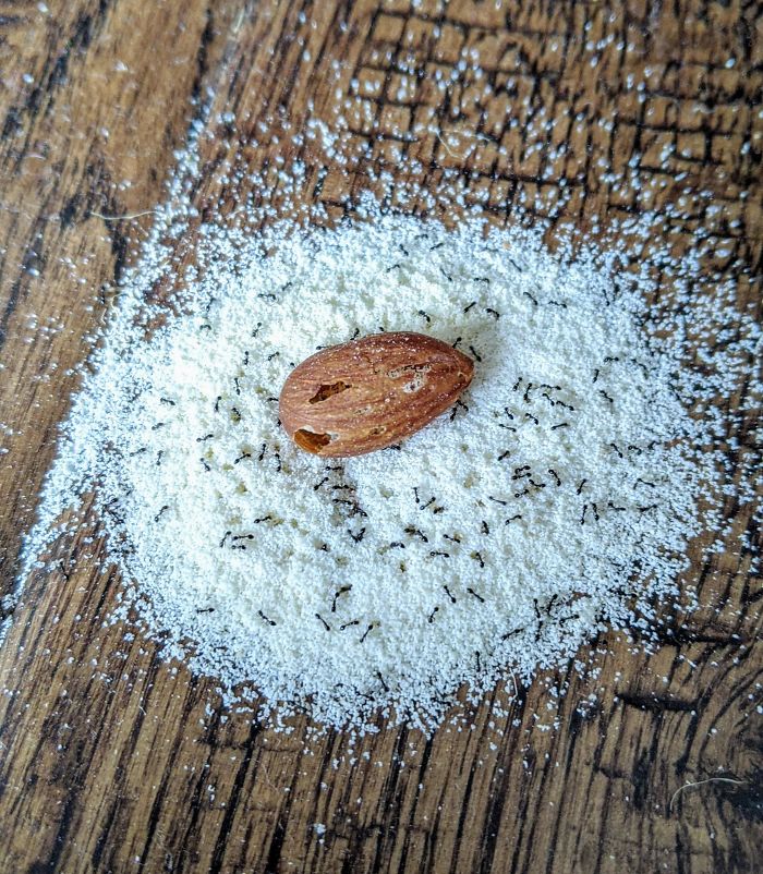 Ants Gutted My Almond To Make Their Own Almond Flour