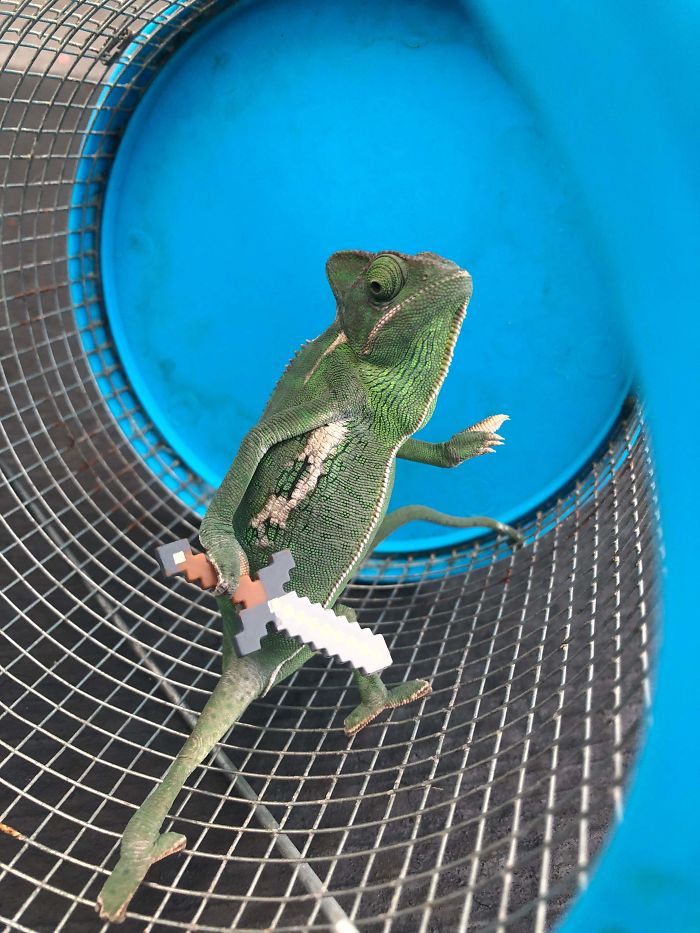 This Chameleon Is The Perfect Size For LEGO Props, And Here Are 9 Of The Best Pics
