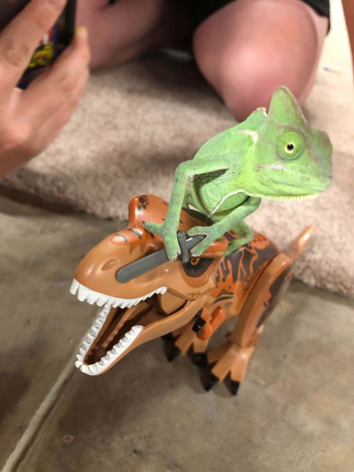 This Chameleon Is The Perfect Size For LEGO Props, And Here Are 9 Of The Best Pics