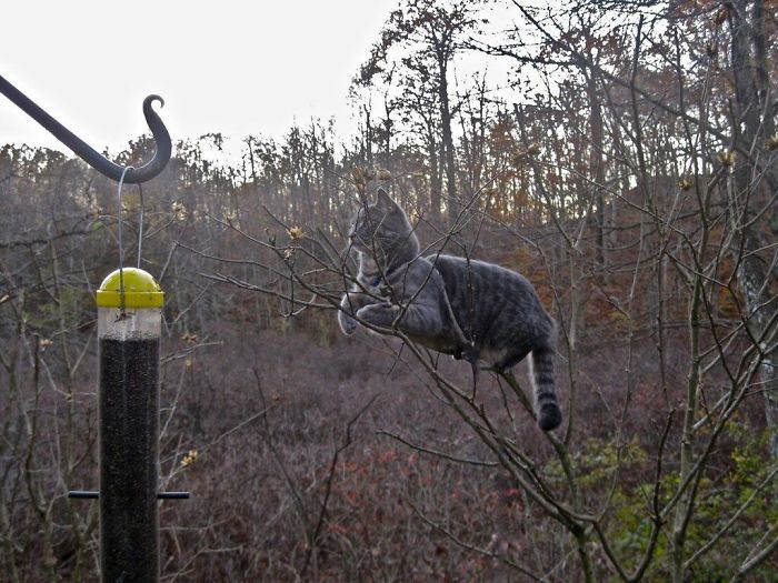 Cats-Raised-By-Birds