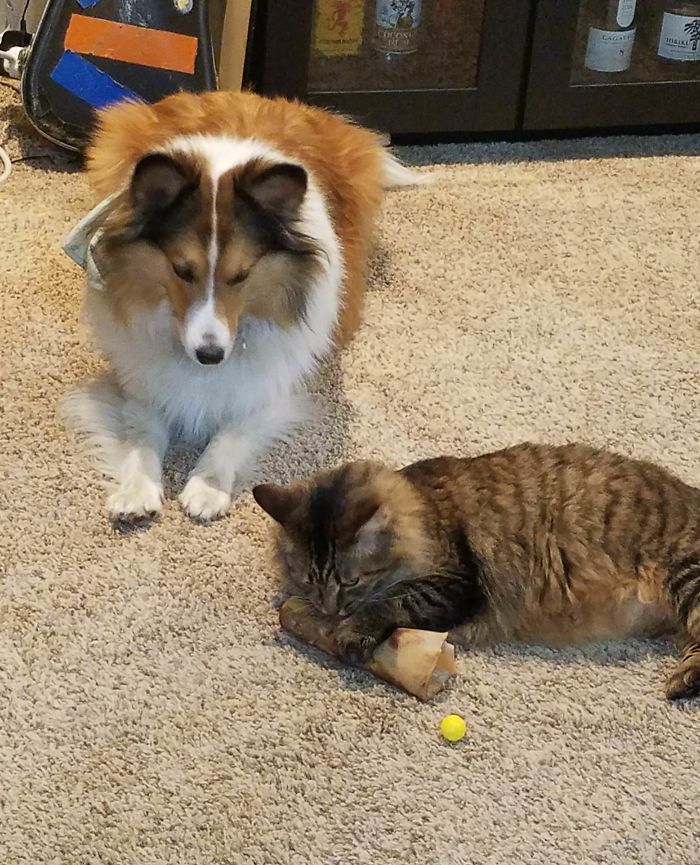 My Cat Stole My Dog's Bone But The Dog Is Too Nice To Take It Back So Instead He Is Just Watching And Whining