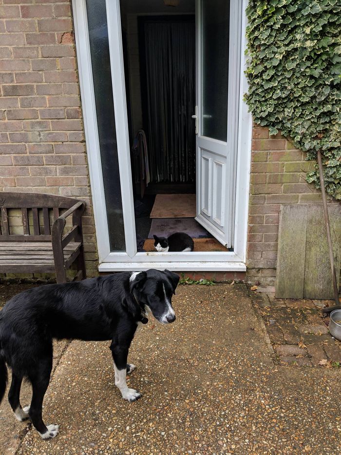 My Cat Sits In The Doorway To Stop The Dog From Going Inside