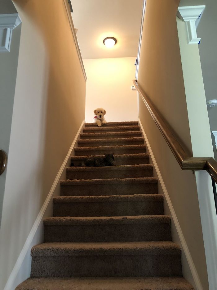 My Dog Is Stuck Because The Cat Knows She Controls The Stairs